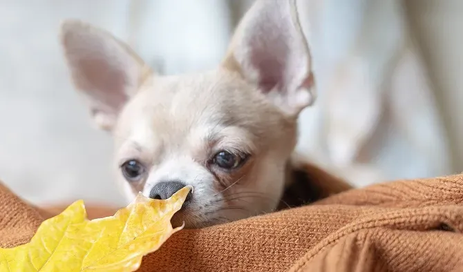 Chihuahua puppy sniffing a yellow autumn leaf, resting on a brown blanket.