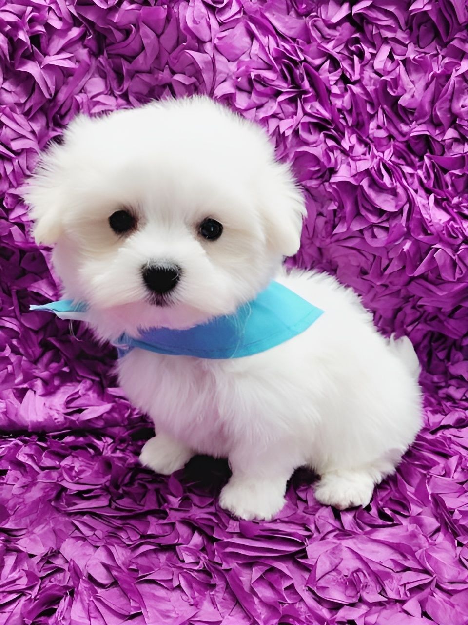 White fluffy puppy wearing a blue bandana, sitting on a purple textured surface.