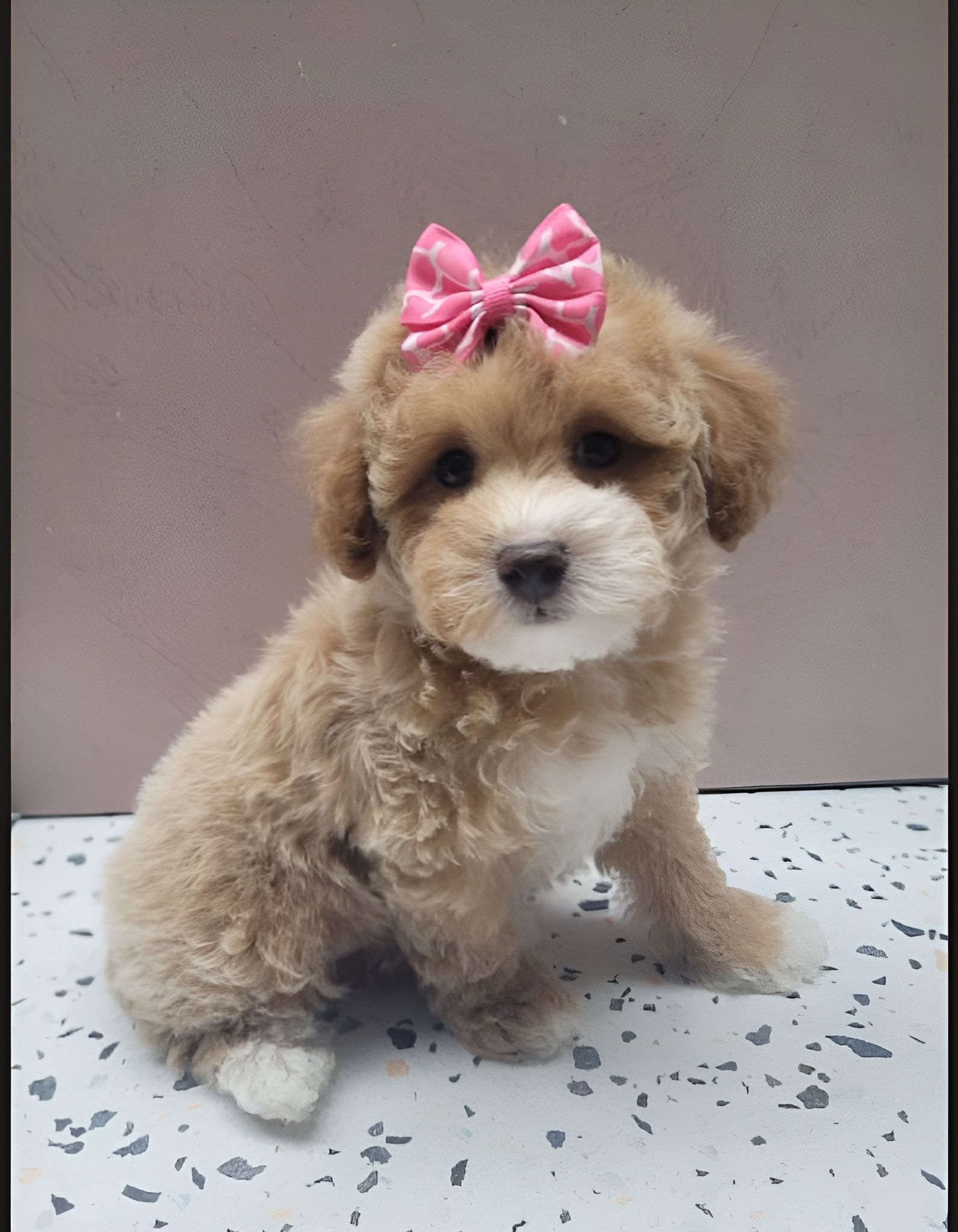 A fluffy tan and white puppy with a pink bow sits on a white surface.