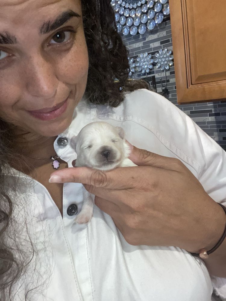 Woman holding a tiny, white puppy. The puppy is sleeping. Woman is smiling. Indoors.