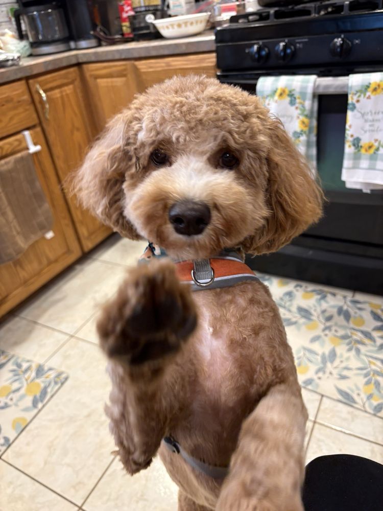 Brown poodle standing on hind legs, paw raised, in a kitchen with a stove and cabinets.