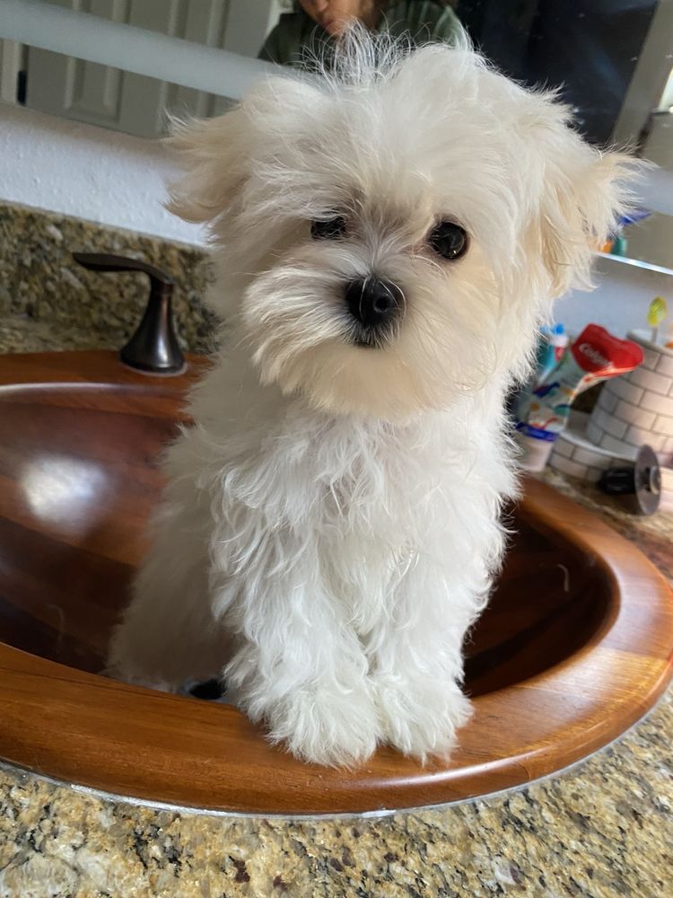 White fluffy dog sitting in a brown sink, looking at the camera.