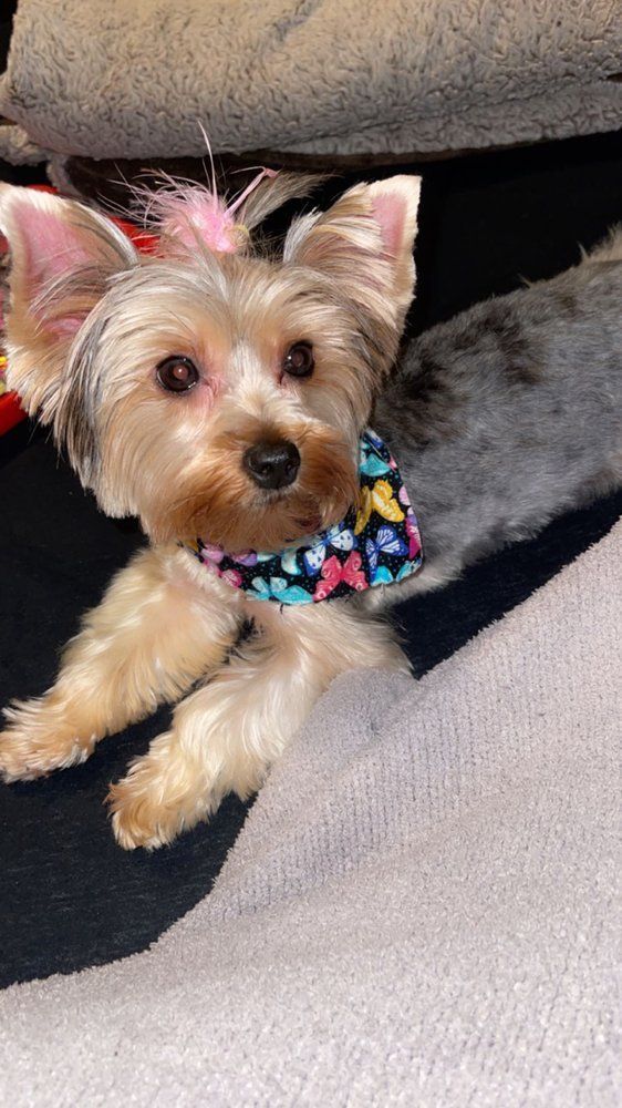 Yorkshire Terrier dog wearing a bow and bandana, looking up.