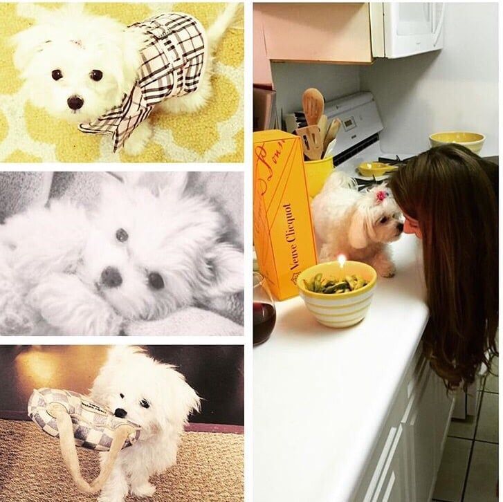 Collage of a white fluffy dog in various poses: wearing a jacket, curled up, holding a bag, and near a woman in a kitchen.