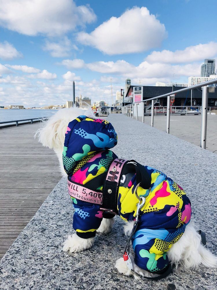 White dog in a colorful camouflage jacket, standing on a boardwalk, looking out at the water under a blue sky.