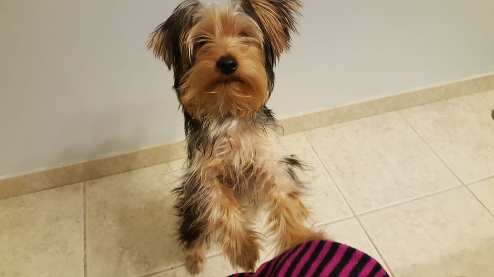 Yorkshire Terrier standing on hind legs, looking up.  Brown, black, and tan fur; indoor setting.