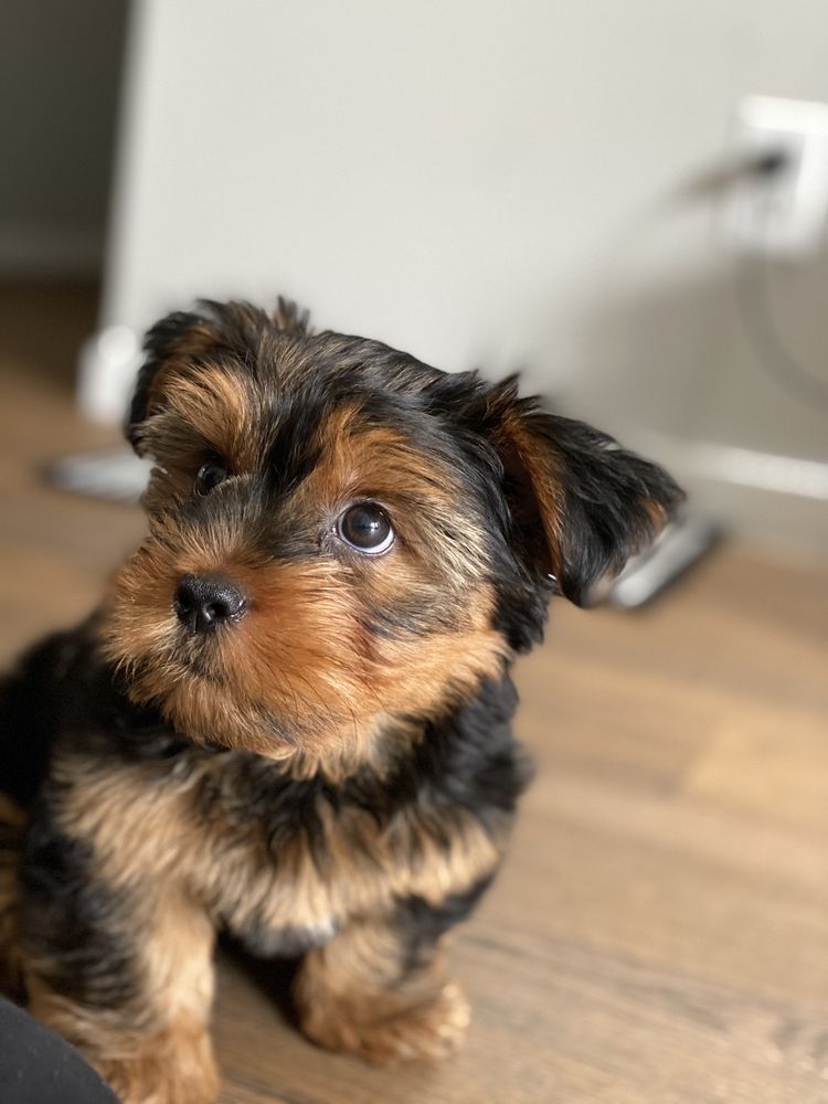 Yorkshire Terrier puppy with brown and black fur, looking at the camera.