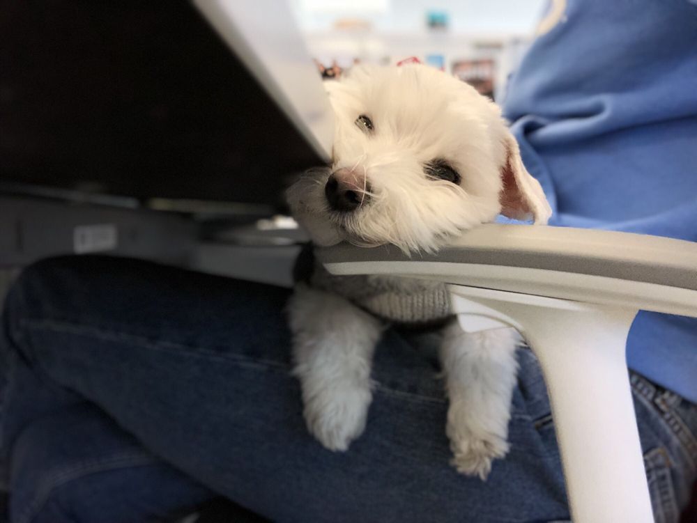 White dog wearing a gray sweater, resting its head on a chair arm and looking up.