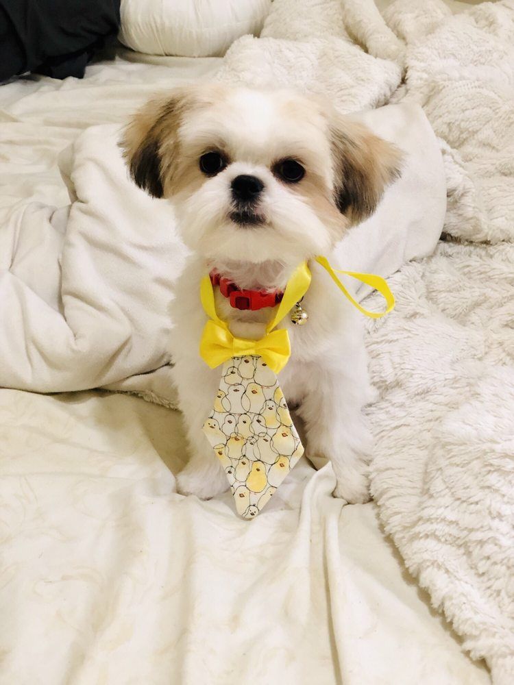 Shih Tzu dog wearing a yellow tie with chick pattern and a red collar, sitting on a white bed.
