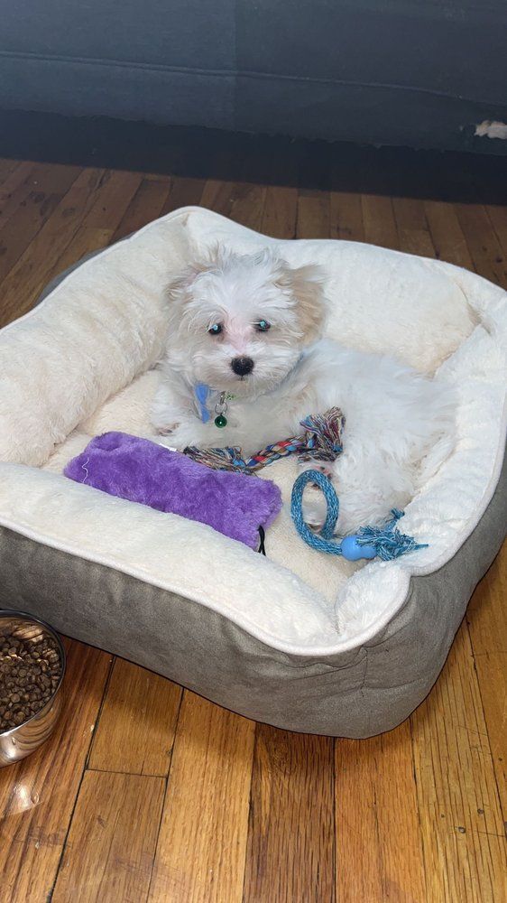White dog in a dog bed with a blue collar, purple toy, and blue rope toy. Wooden floor.