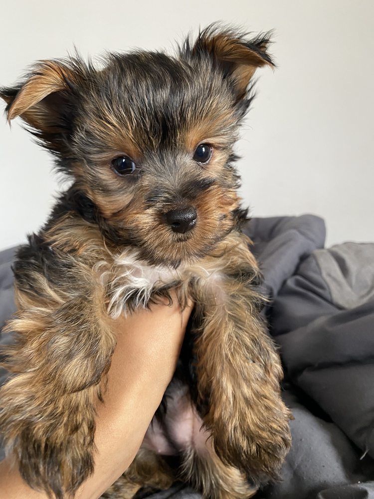 Small, fluffy puppy with brown and black fur is held in a hand.
