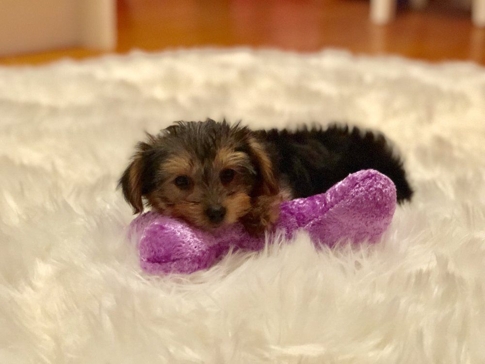 Small, dark-furred puppy lying on a white, fluffy rug, resting head on a purple toy.