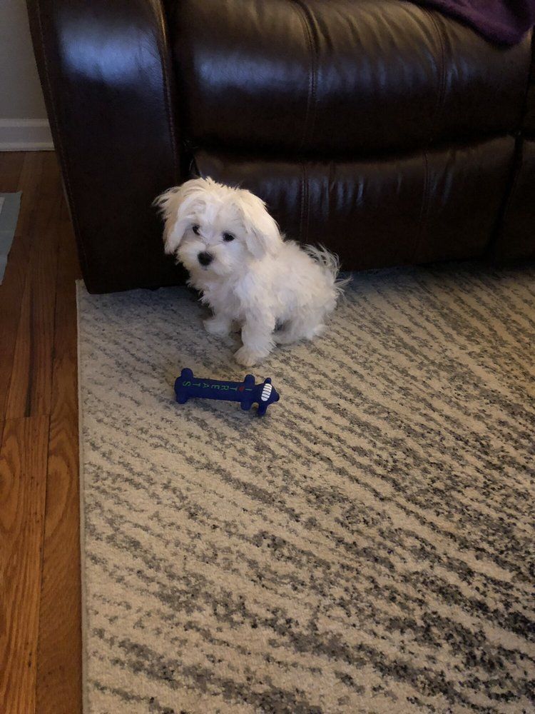 White fluffy dog sitting on a rug with a blue toy near a dark brown leather recliner.