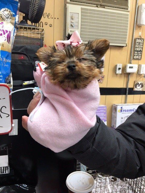 Yorkshire Terrier puppy wrapped in a pink blanket, wearing a pink bow, held in someone's hand.