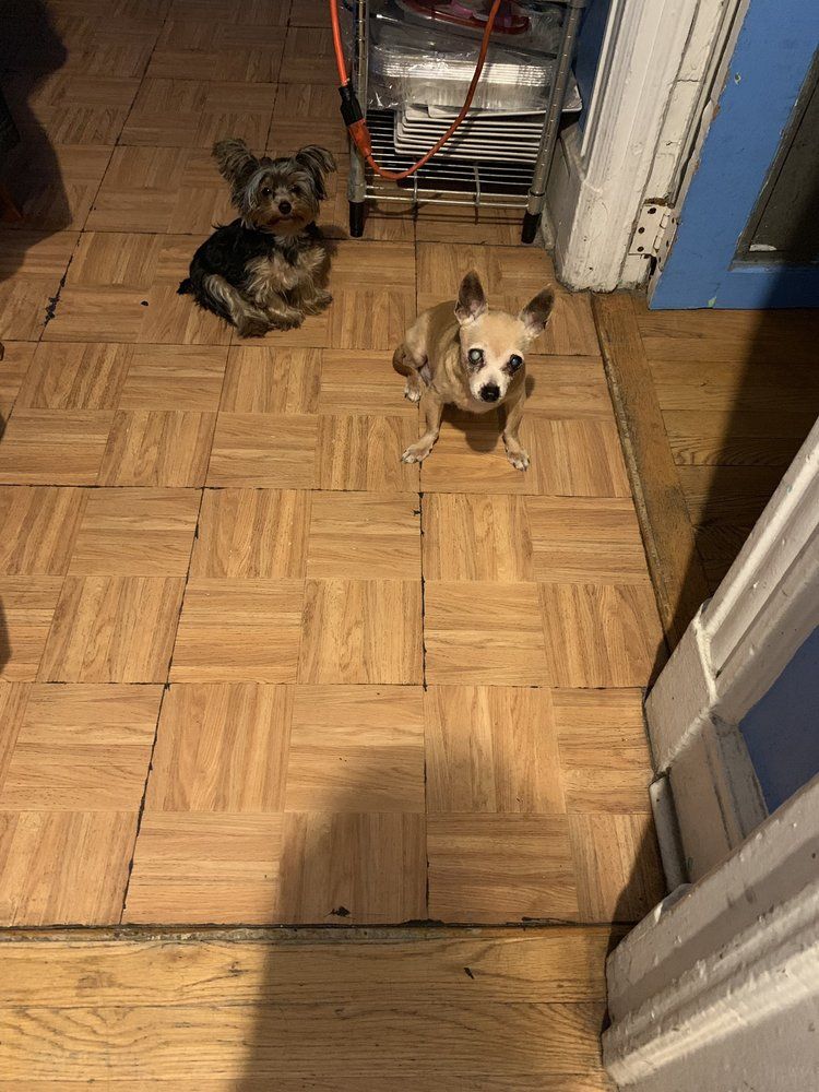 Two small dogs sitting on a tiled floor near a door and a rolling cart.