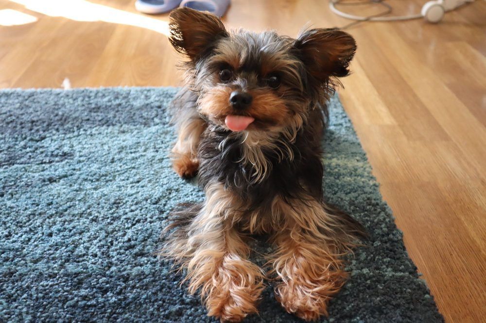 Yorkshire terrier with tongue out, lying on blue rug, wooden floor in background.