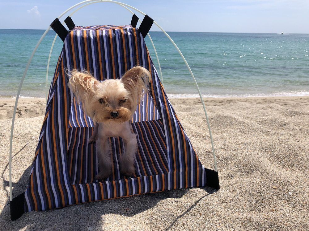 Yorkshire Terrier dog inside a striped beach tent on a sandy beach, ocean in background.
