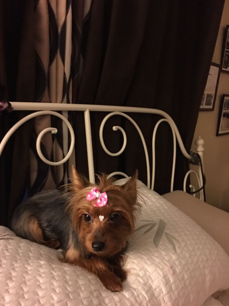 Yorkshire terrier with pink bow on a white bed with a decorative headboard.