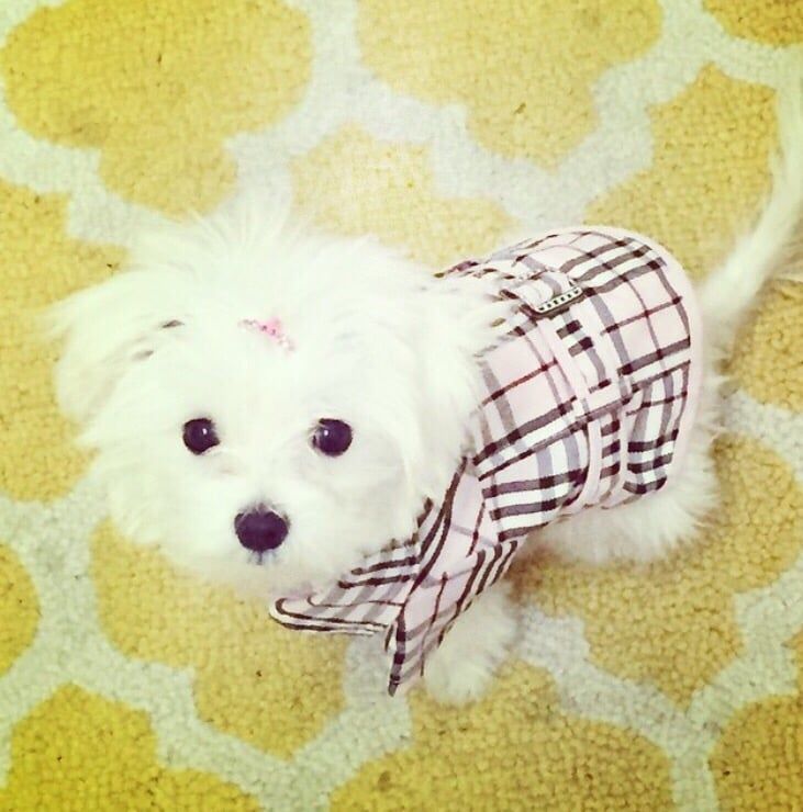 White dog wearing a pink plaid coat, looking up, on a yellow patterned rug.
