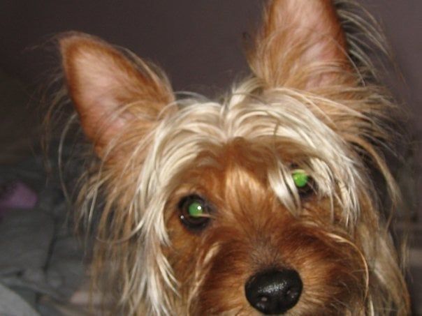 Yorkshire terrier with green eyes and brown and blonde fur, looking up.