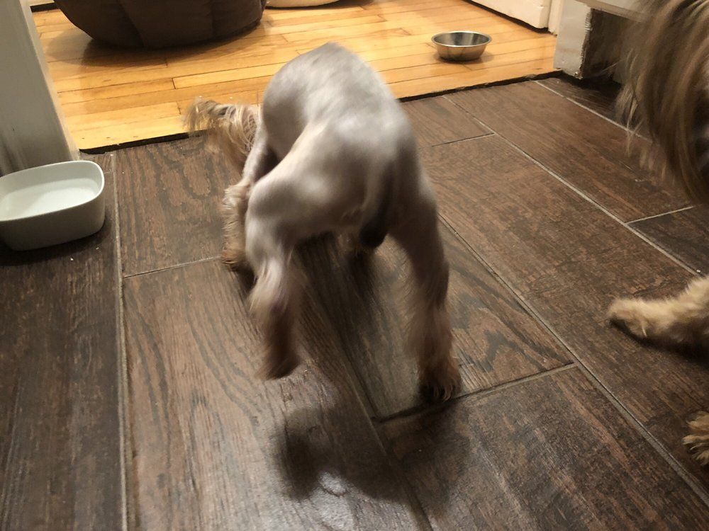 Yorkshire Terrier, mostly shaved, stands on a wood floor, facing away. Another dog partially visible on the right.