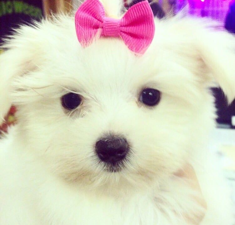 White Maltese puppy with a pink bow.