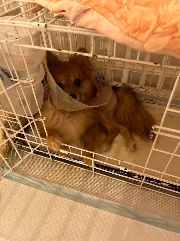 Dog with cone in cage. Orange fur, looking at camera.