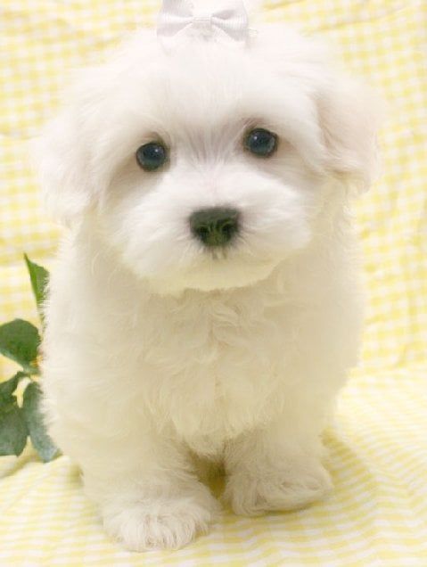 White fluffy puppy with a bow, sitting on yellow checked fabric, looking at the viewer.