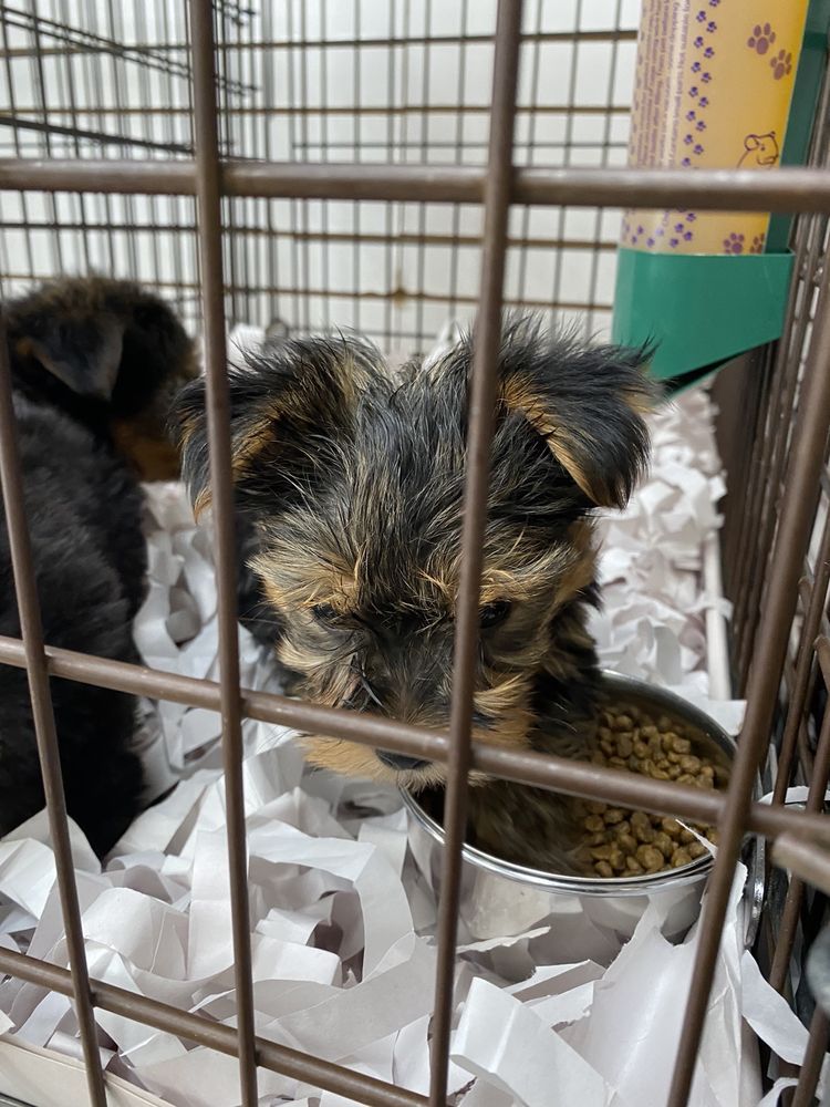 Puppy in a cage with a bowl of food. The puppy has brown, black, and tan fur, looking down.