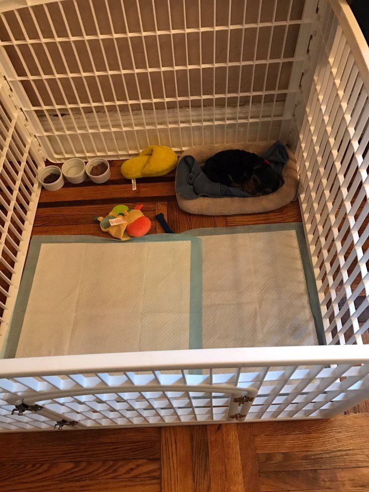 Puppy in a white pen with a bed, toys, food bowls, and a pee pad.