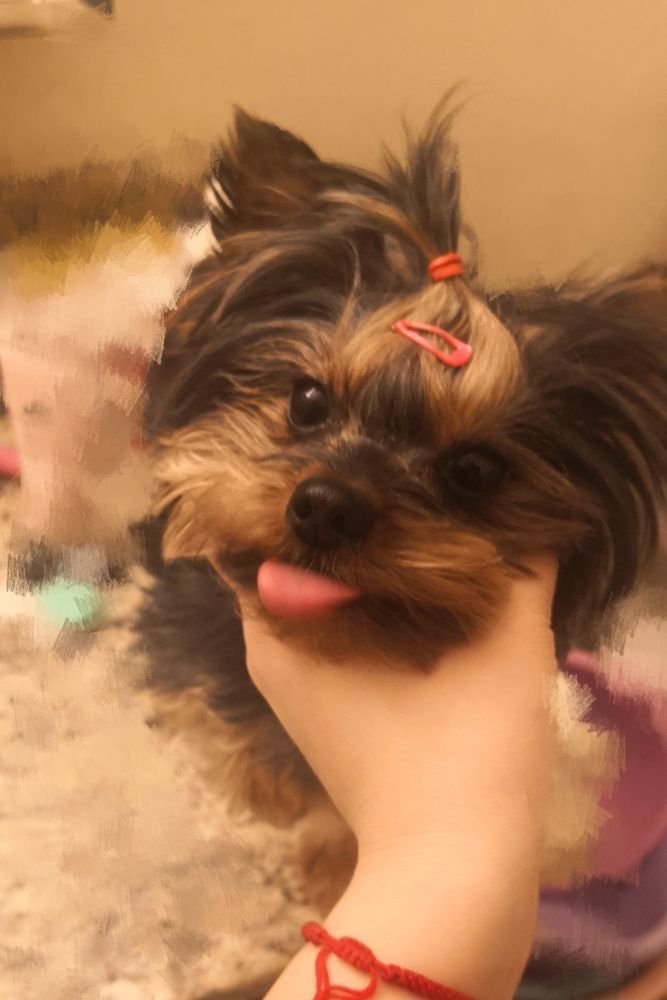 Yorkshire Terrier with tongue out, held in a hand. Red hair clips.
