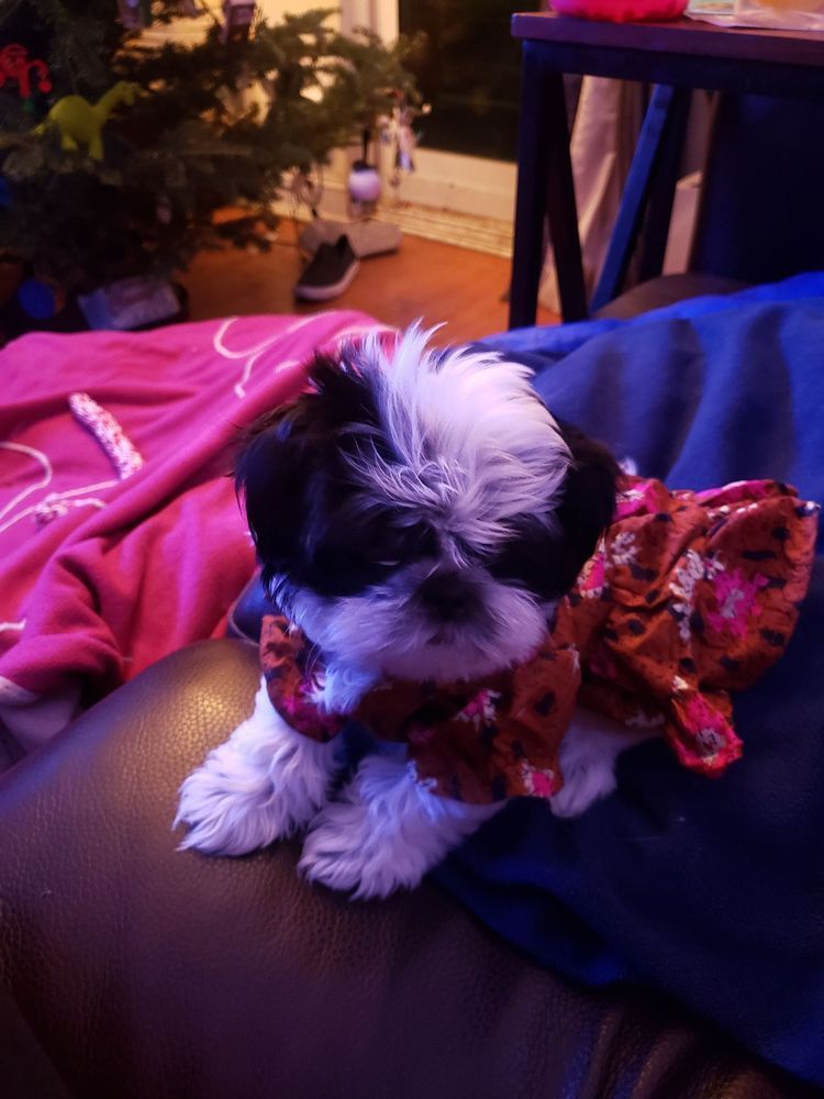 Small black and white Shih Tzu puppy wearing a red patterned outfit, sitting on a blue cushion.