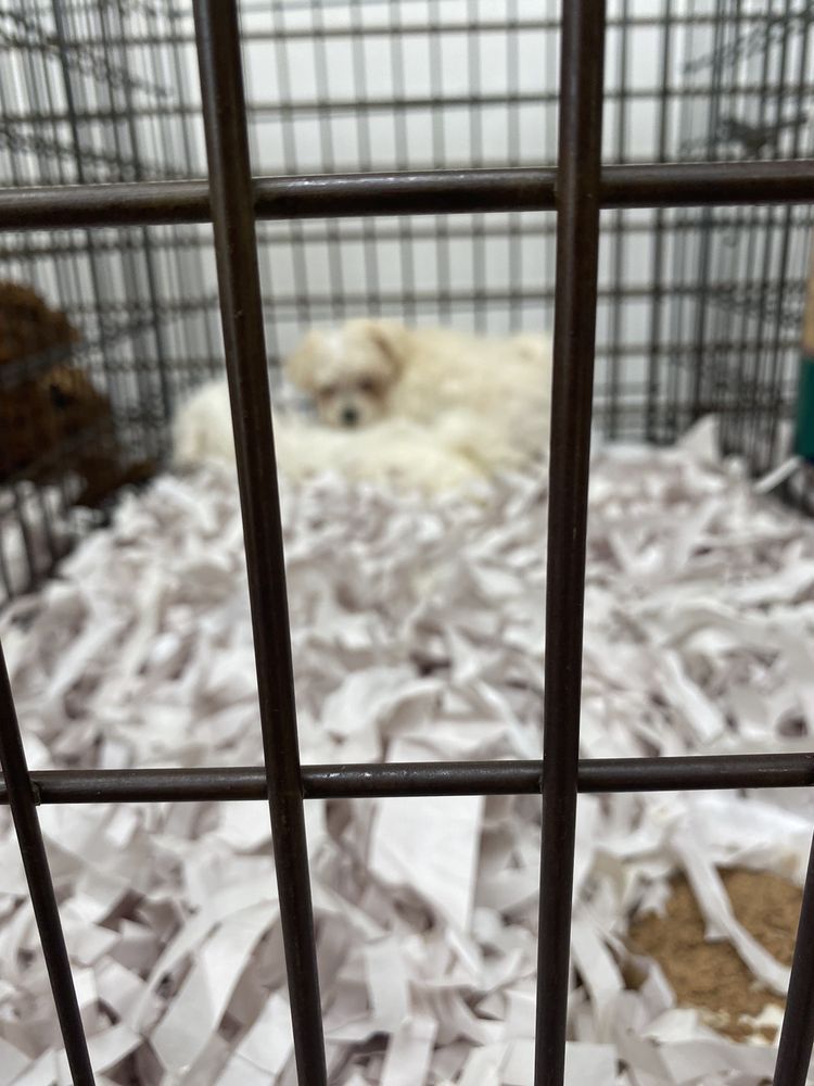 White dog resting in a cage on shredded paper bedding.
