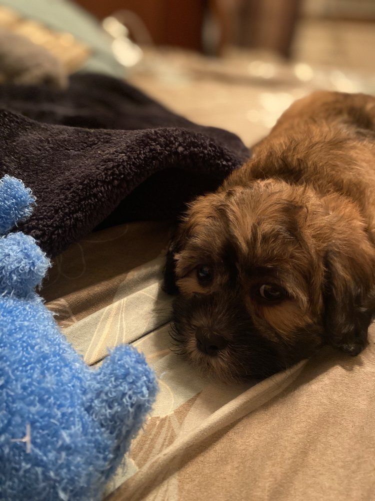 Brown puppy lying on a bed next to a blue mitten, looking towards the camera.