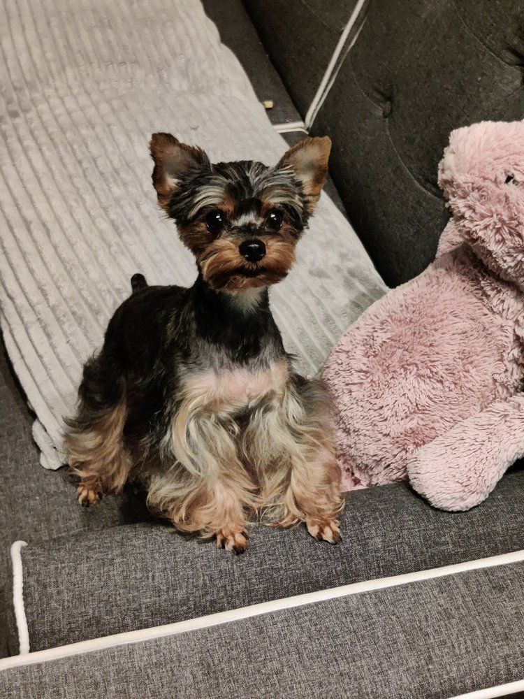 Yorkshire terrier dog sits on a gray sofa, looking forward, with a pink stuffed animal nearby.