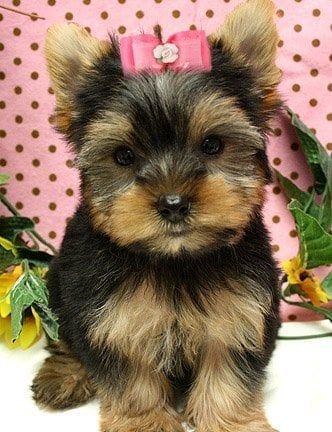 Yorkshire Terrier puppy with black and tan fur and pink bow.