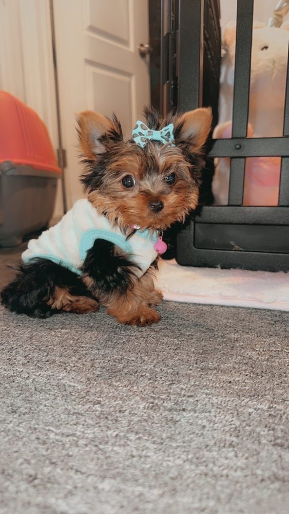 Yorkshire Terrier puppy wearing a bow and sweater, sitting on a rug.