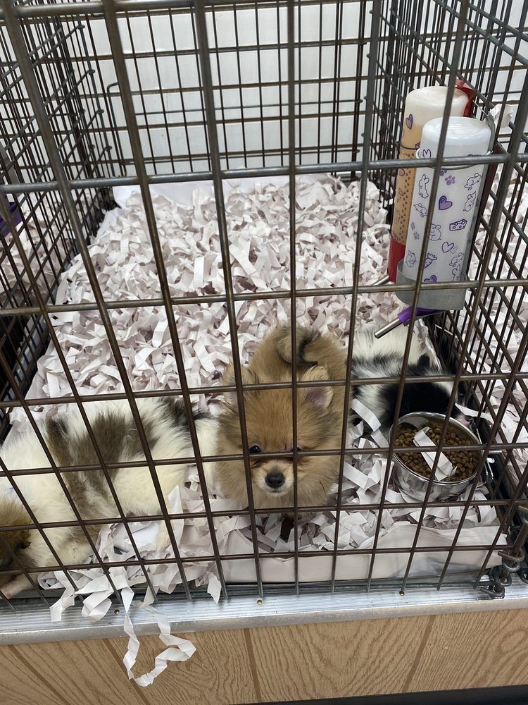 Pomeranian dog in a wire cage with food and water. The dog is looking directly at the camera.