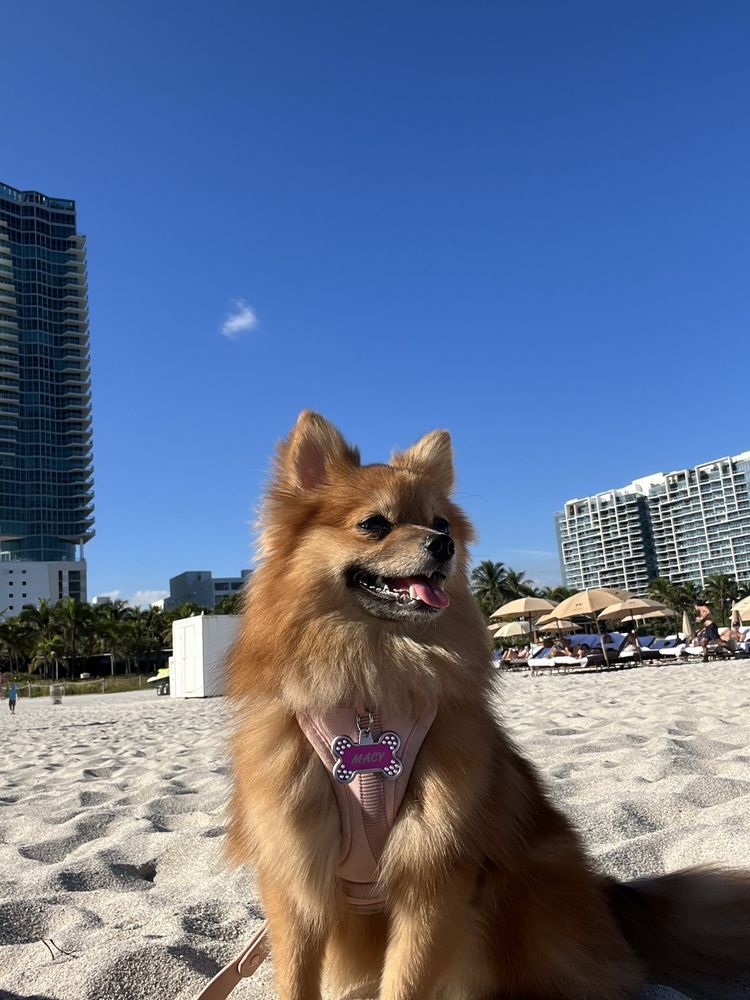 Tan dog with pink harness sits on beach, smiling, against a backdrop of buildings and blue sky.