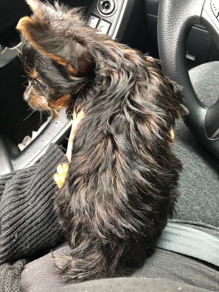 Small black and brown dog sits on a person's lap inside a car, looking to the left.