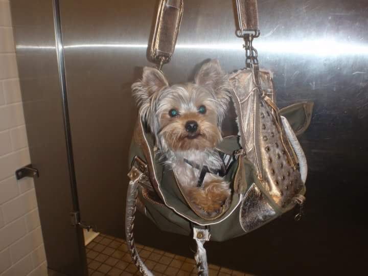 Yorkshire Terrier dog in a silver and green dog carrier hanging in a bathroom stall, looking at the camera.