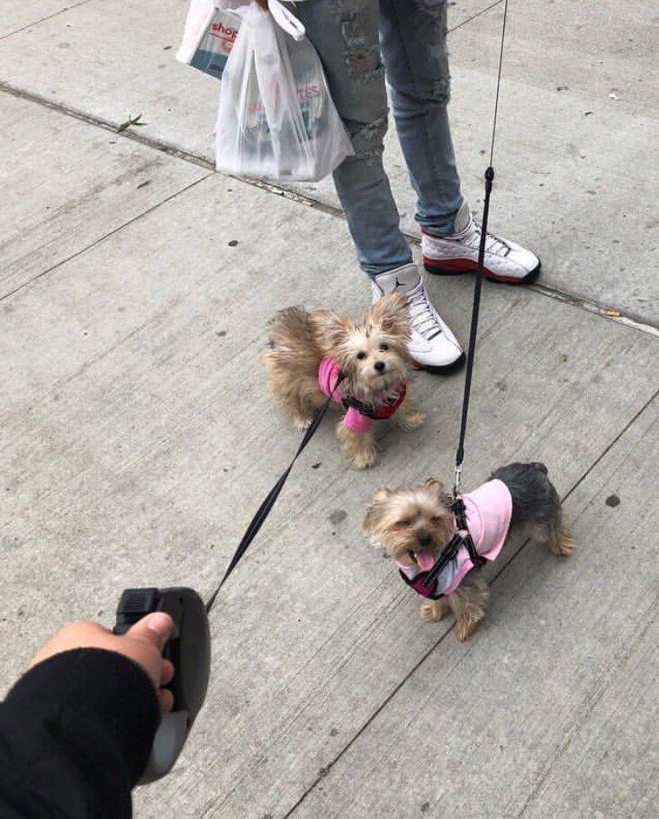 Two small dogs on leashes, wearing pink vests, being walked on a sidewalk by a person.