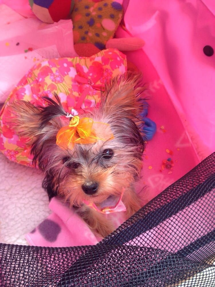 Yorkshire Terrier puppy in a pink carrier, wearing a floral hat and bow.