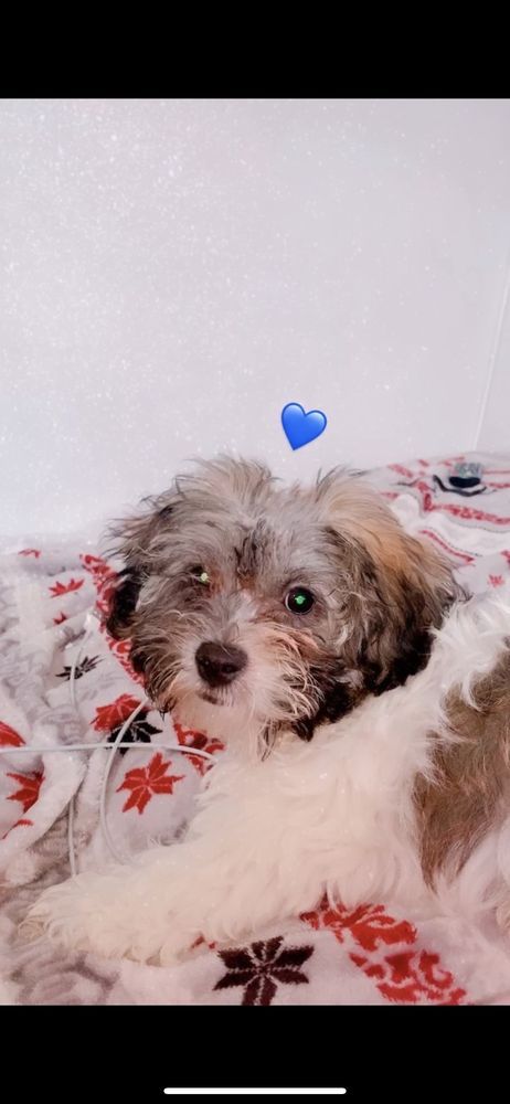 Small dog with brown and white fur winking at the camera, laying on a blanket with red flowers.