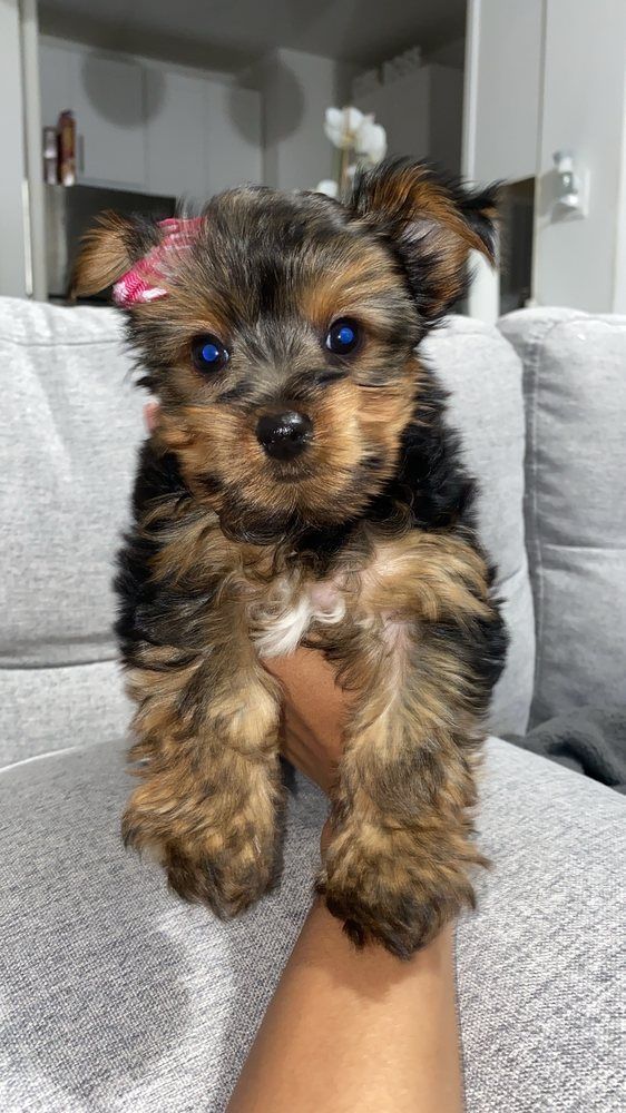 A small, fluffy black and brown puppy with blue eyes is being held up. It has a pink bow on its head.