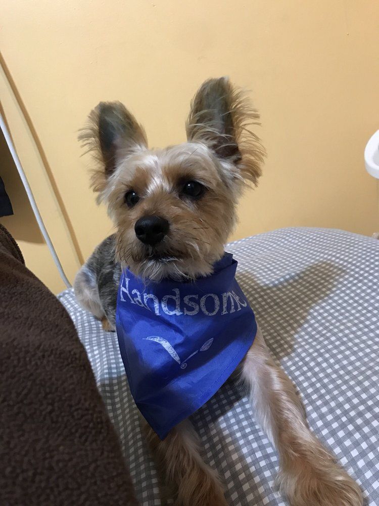 Yorkie dog wearing a blue 