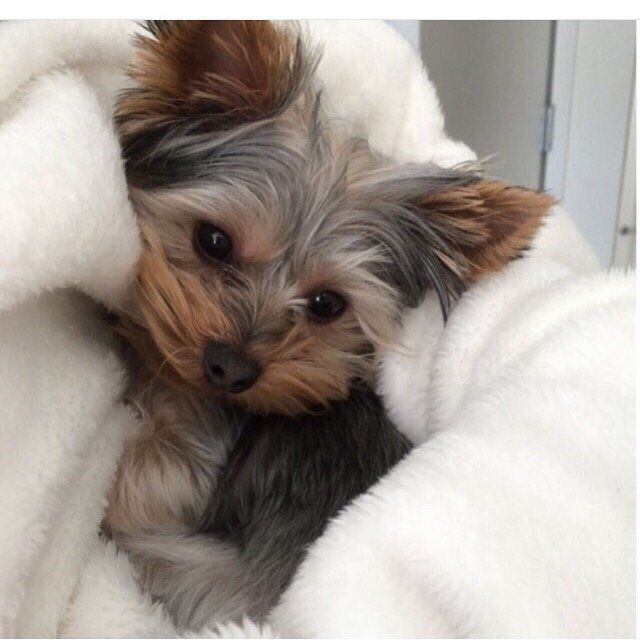Yorkshire terrier puppy snuggled in a white blanket, looking at the camera.