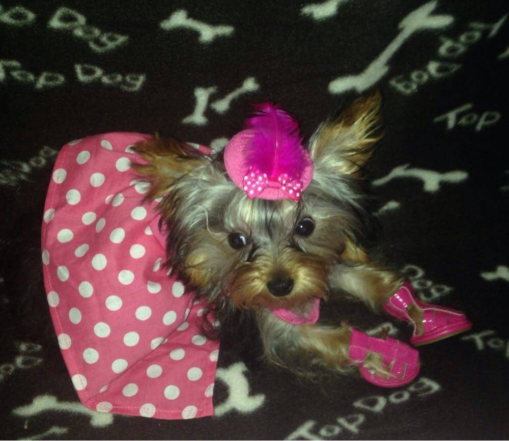 Yorkshire Terrier in pink polka-dot dress, hat, and shoes on a dog bed.
