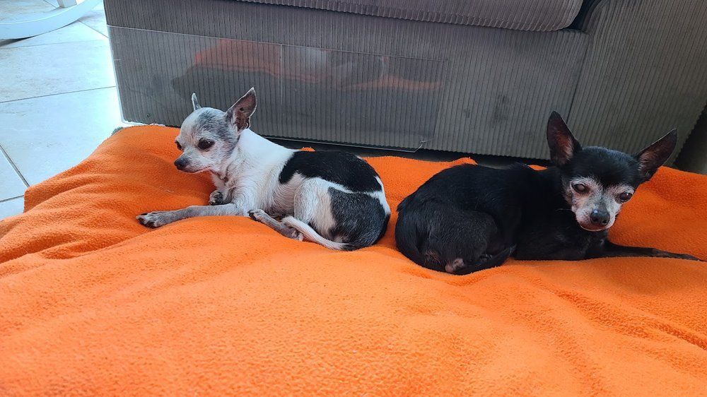 Two small dogs lying side-by-side on an orange blanket. One is white and black, the other is black.