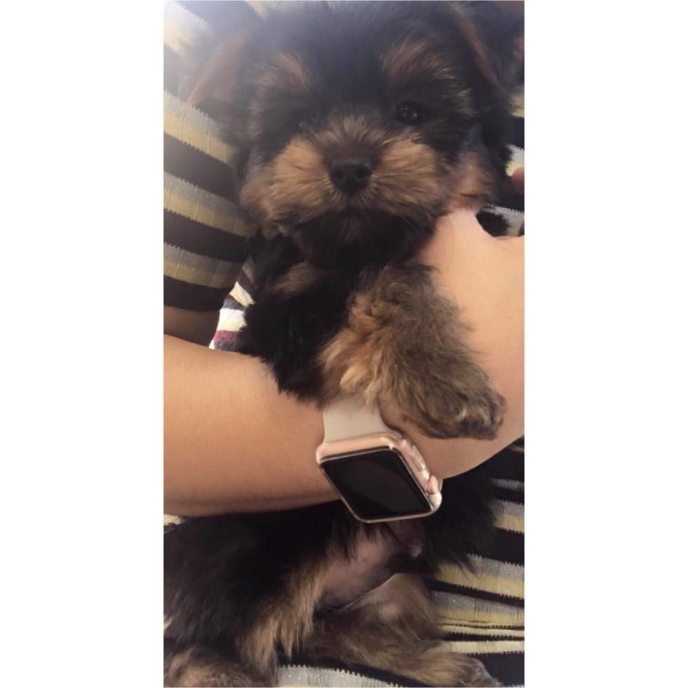 Puppy held in arms, wearing a rose gold smartwatch. The dog is black, brown, and fluffy.
